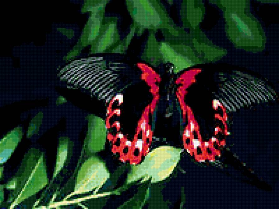 бабочка - предпросмотр