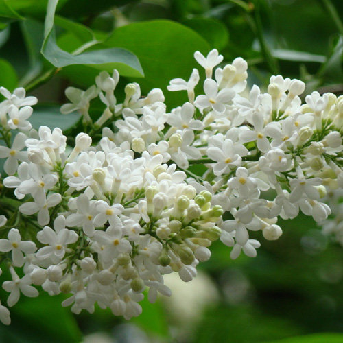 Сирень - цветы - оригинал