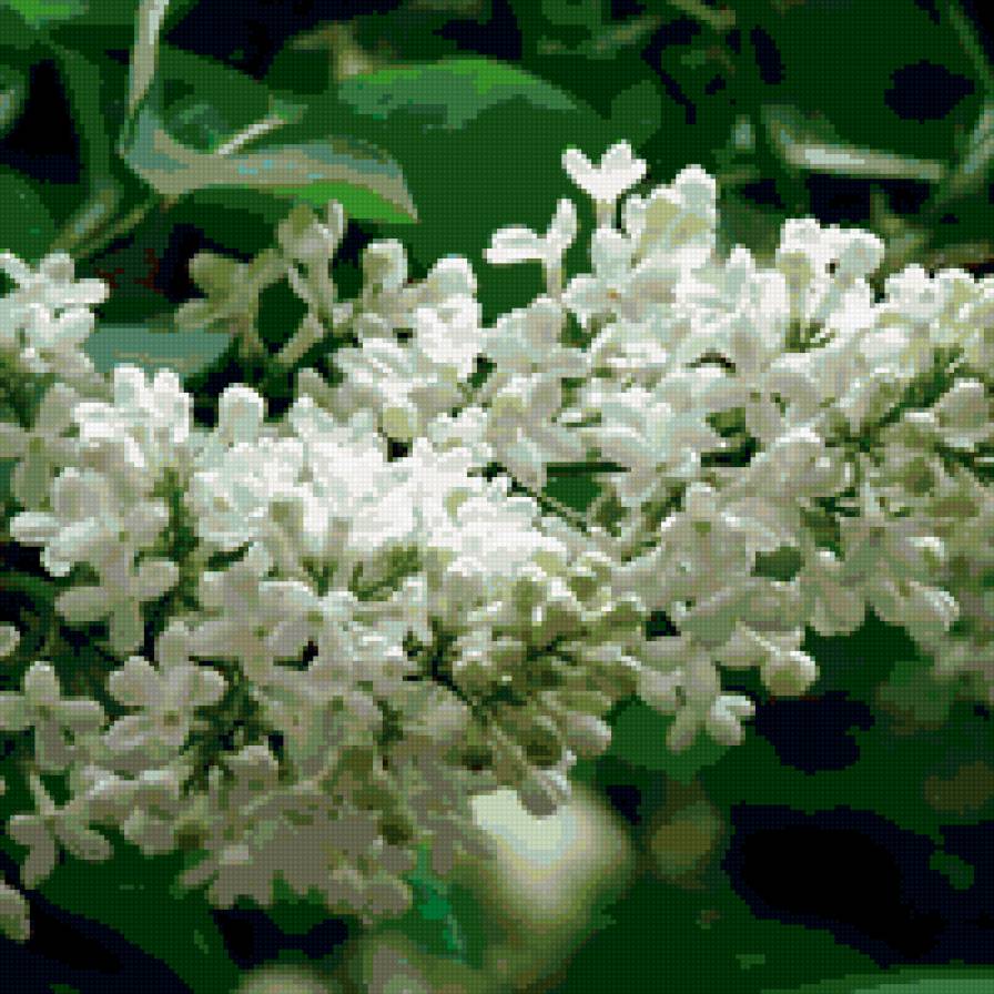 Сирень - цветы - предпросмотр