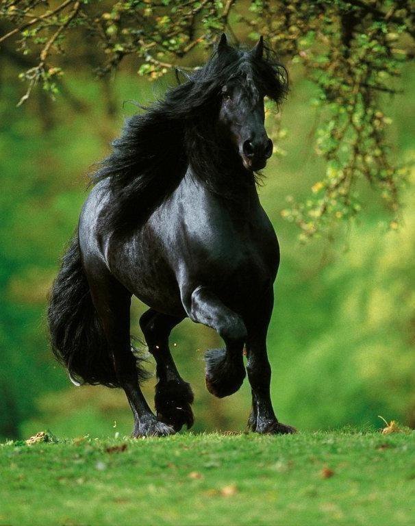 Лошадь 2 - оригинал