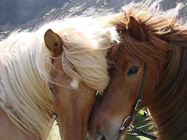 нежность - лошади, любовь, нежность, пара - оригинал