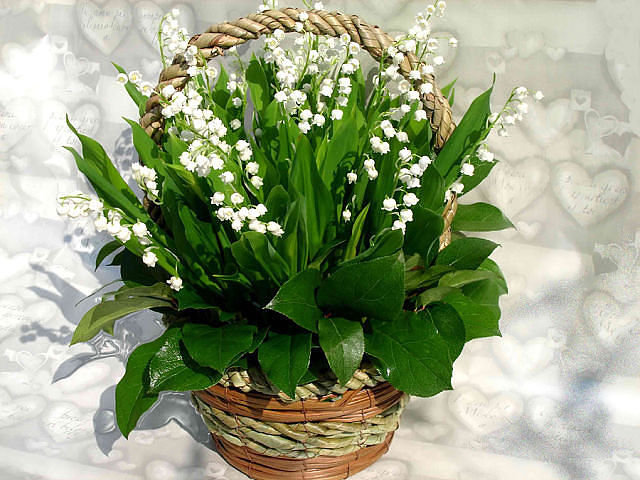 №347347 - оригинал