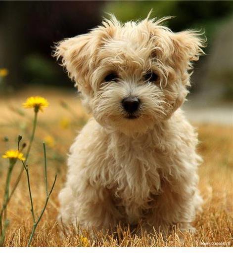 собачка - оригинал