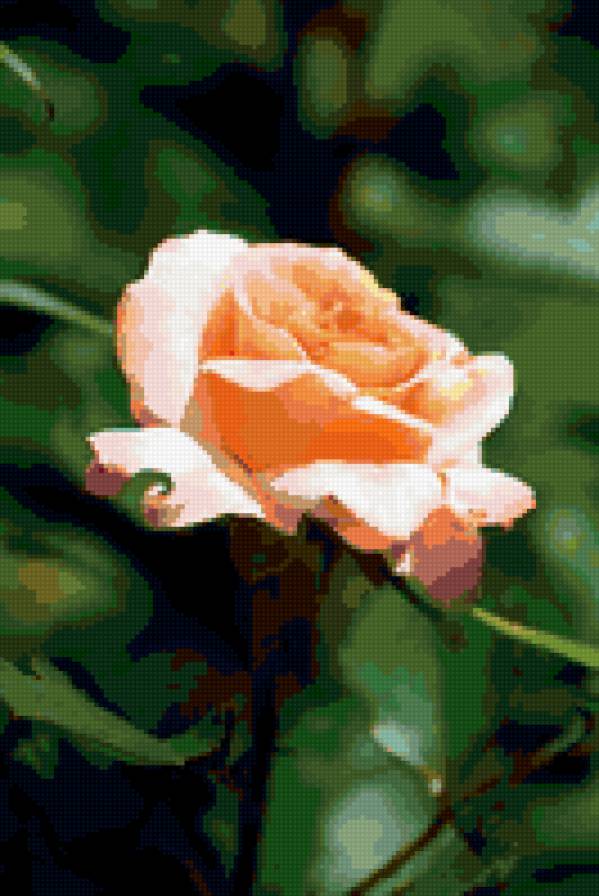 роза - цветок, роза, цветы, розы - предпросмотр