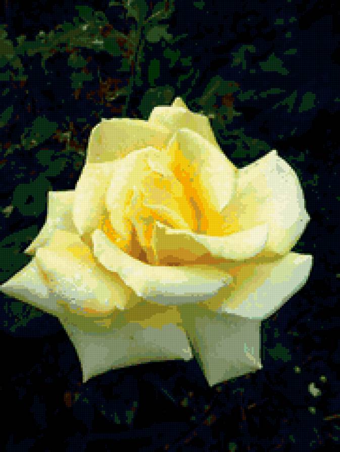 роза - роза, цветы, розы, цветок - предпросмотр