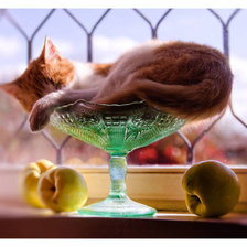 Схема вышивки «котик в вазе»