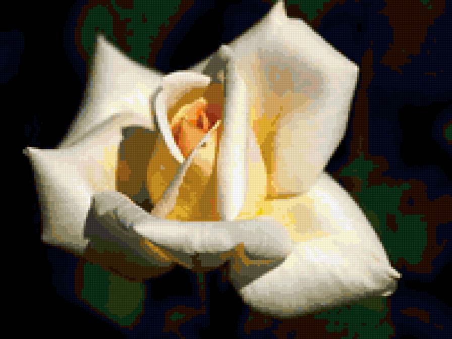 роза - розы, цветы, роза, цветок - предпросмотр