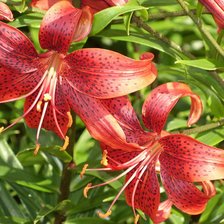 Схема вышивки «лилии»