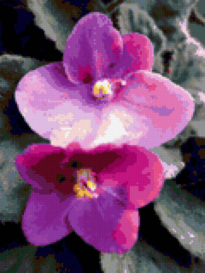 фиалки - цветы, фиалки - предпросмотр