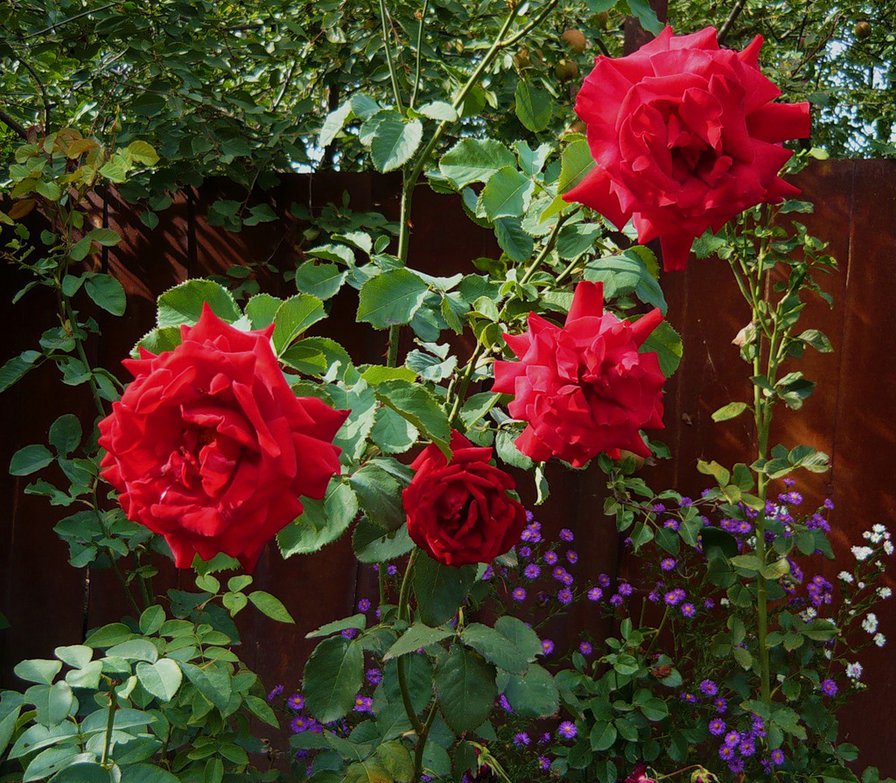 розы - розы, цветник, цветы, роза, цветок - оригинал