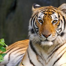 Схема вышивки «портрет тигра»