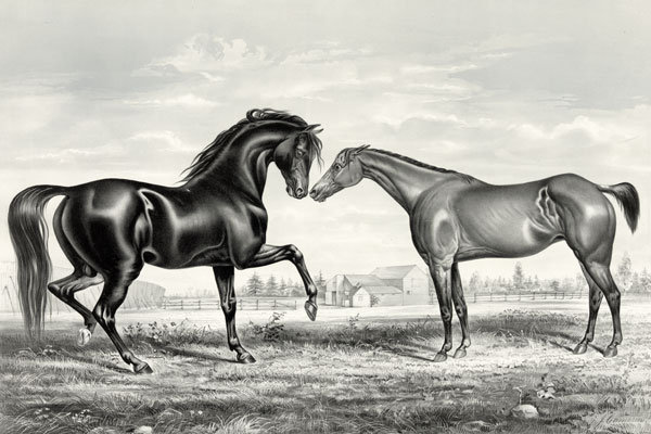 лошадь - оригинал