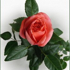 Оригинал схемы вышивки «роза» (№347909)