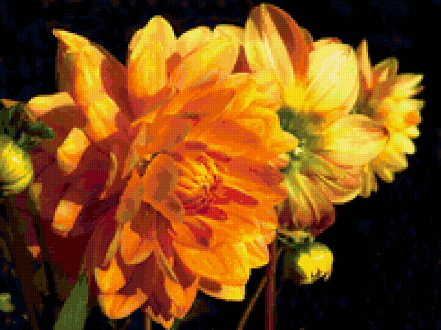 №347921 - цветы, георгины - предпросмотр