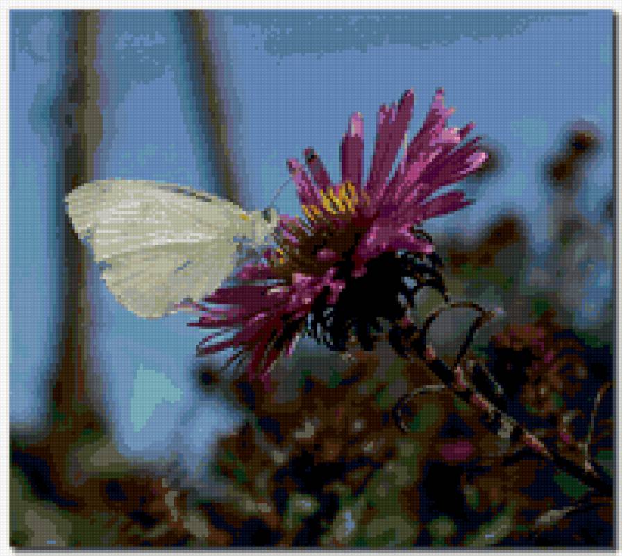 №347922 - цветы, бабочки, насекомые, бабочка - предпросмотр