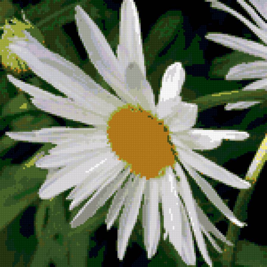 ромашка - цветы, ромашки - предпросмотр