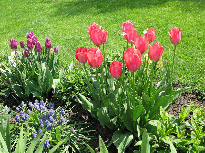 №347960 - сады, цветник, цветы - оригинал