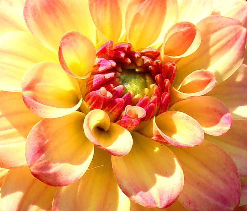 №347982 - цветы, георгины - оригинал