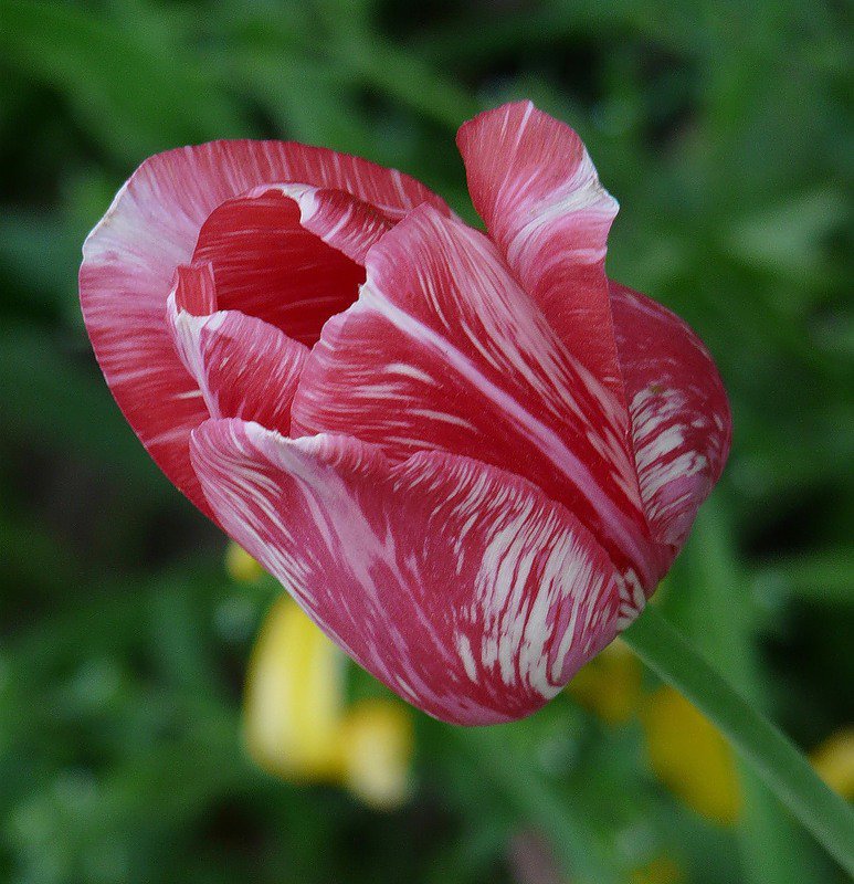 тюльпаны - цветы, тюльпаны - оригинал