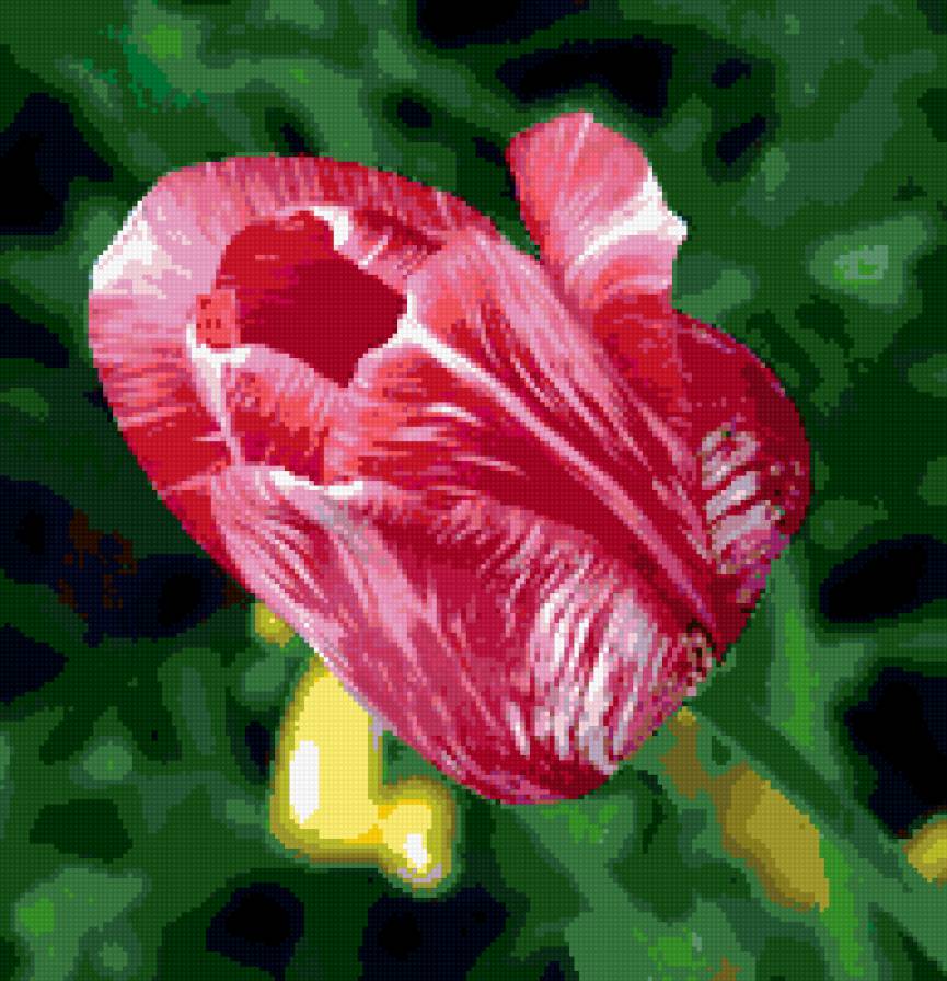 тюльпаны - цветы, тюльпаны - предпросмотр