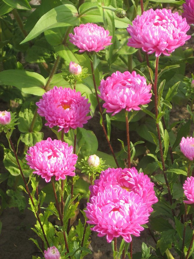 астры - астры, цветы - оригинал