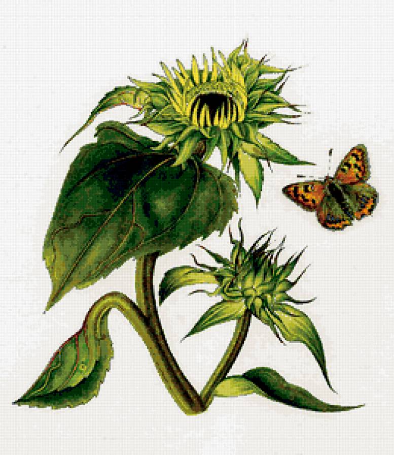 бабочка и подсолнухи - подсолнухи, насекомые, подушка, цветы, бабочка, бабочки - предпросмотр