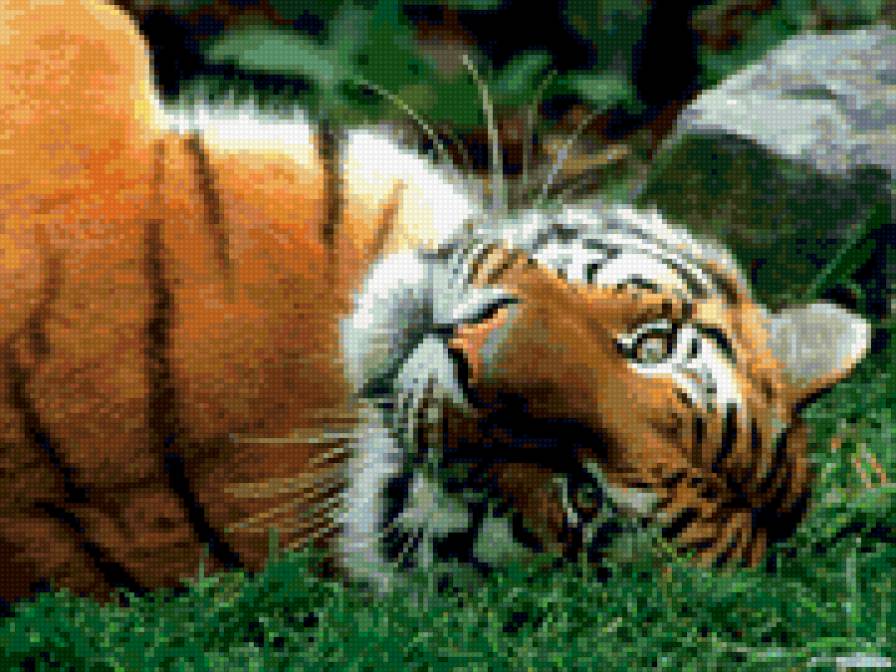 тигр - предпросмотр