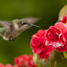 Схема вышивки «Природа»