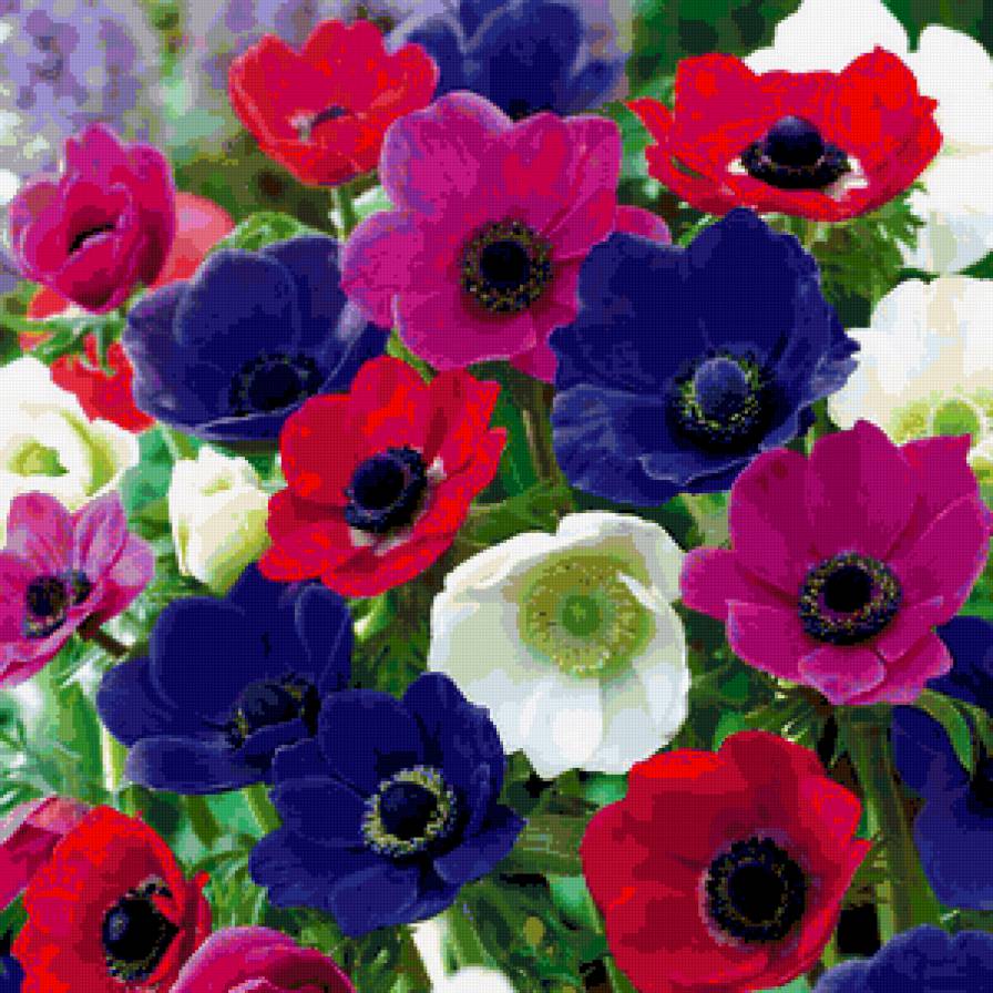 Анемоны - анемоны, ветреницы, цветы - предпросмотр