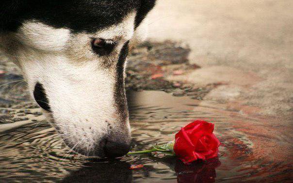 Красота - собака, роза - оригинал