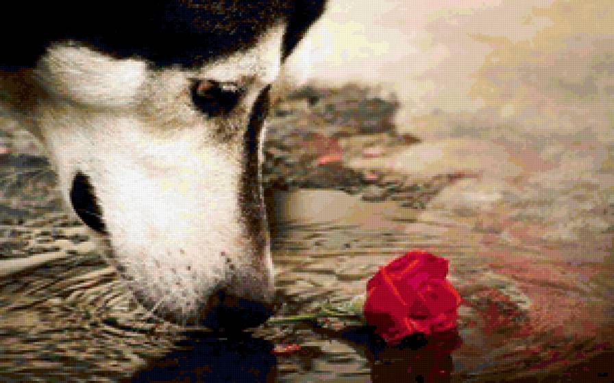 Красота - роза, собака - предпросмотр