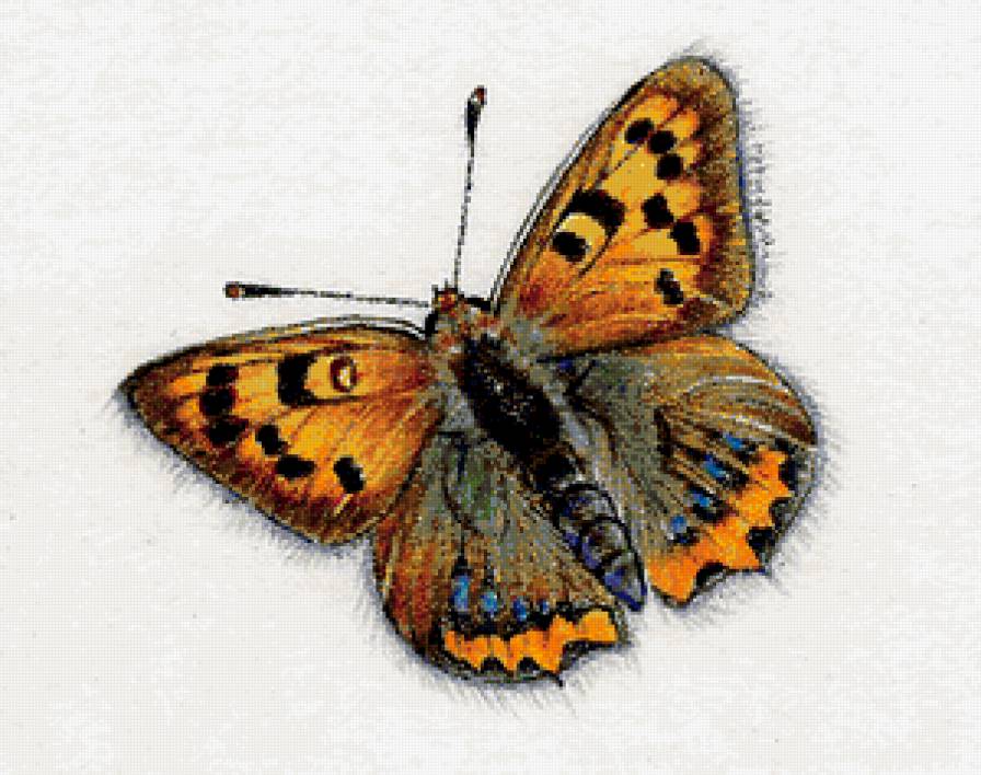 бабочка - подушка, насекомые, бабочки, бабочка - предпросмотр