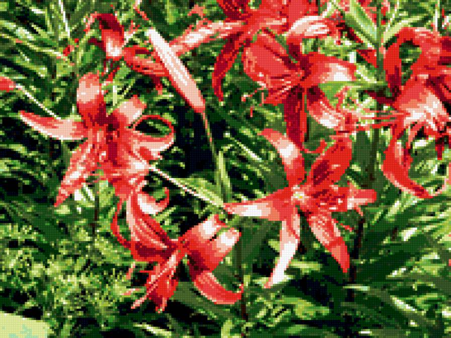 лилии - лилии, цветы, цветник - предпросмотр