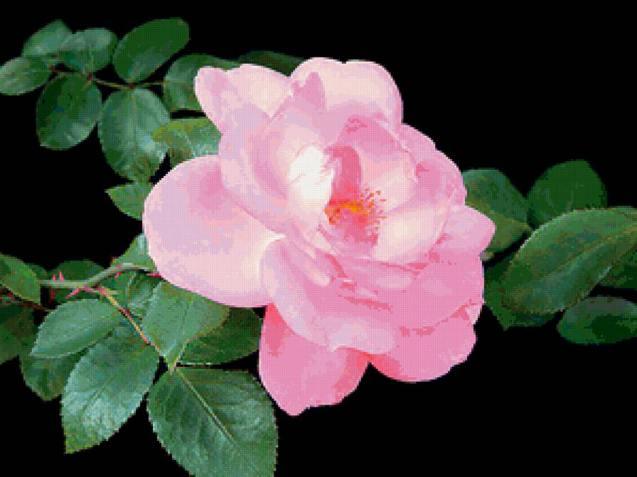 роза - розы, роза, цветы, на черном, цветок - предпросмотр