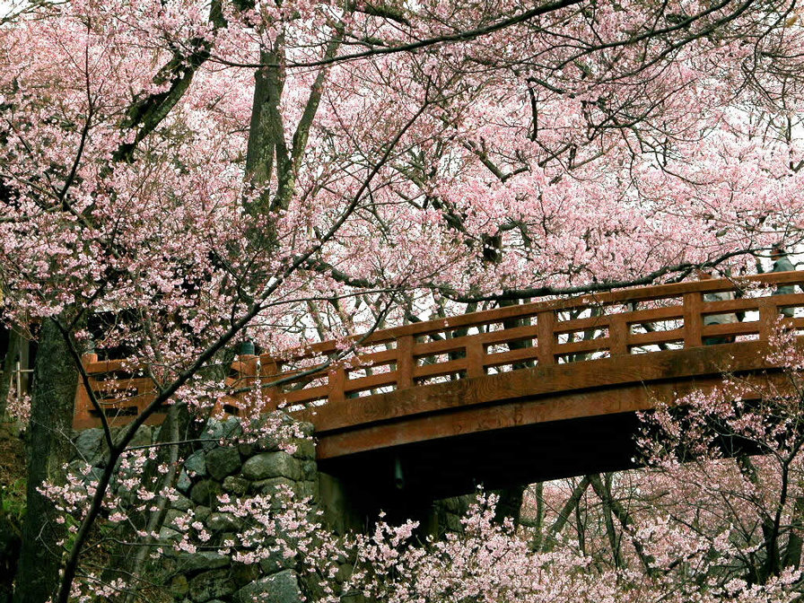 Весенний сад - цветы, сад, весна, мостик - оригинал