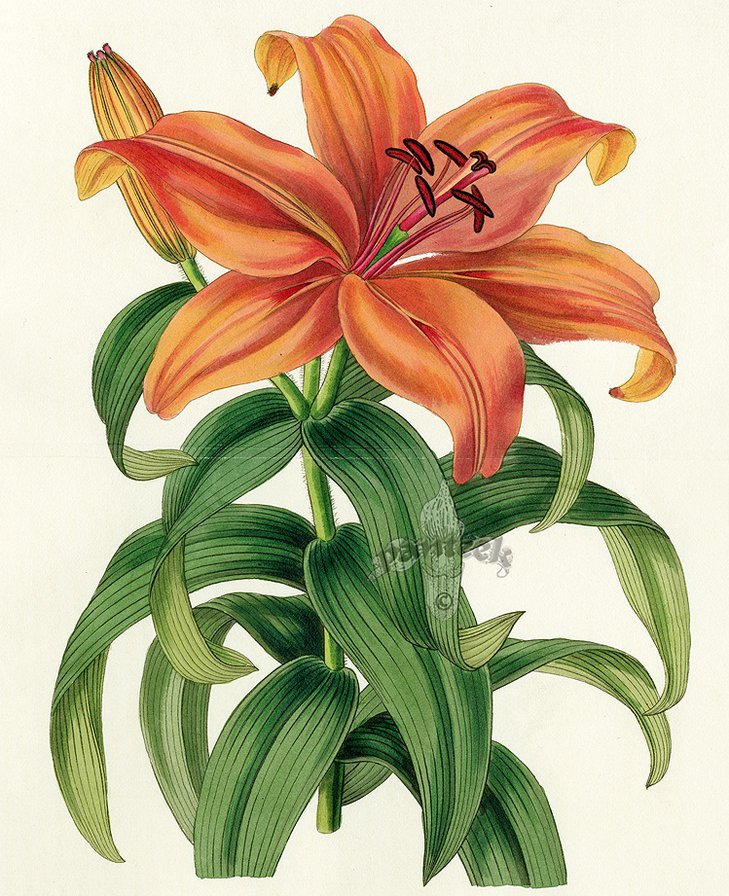 лилия - цветок - оригинал