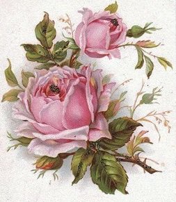 роза - цветок - оригинал