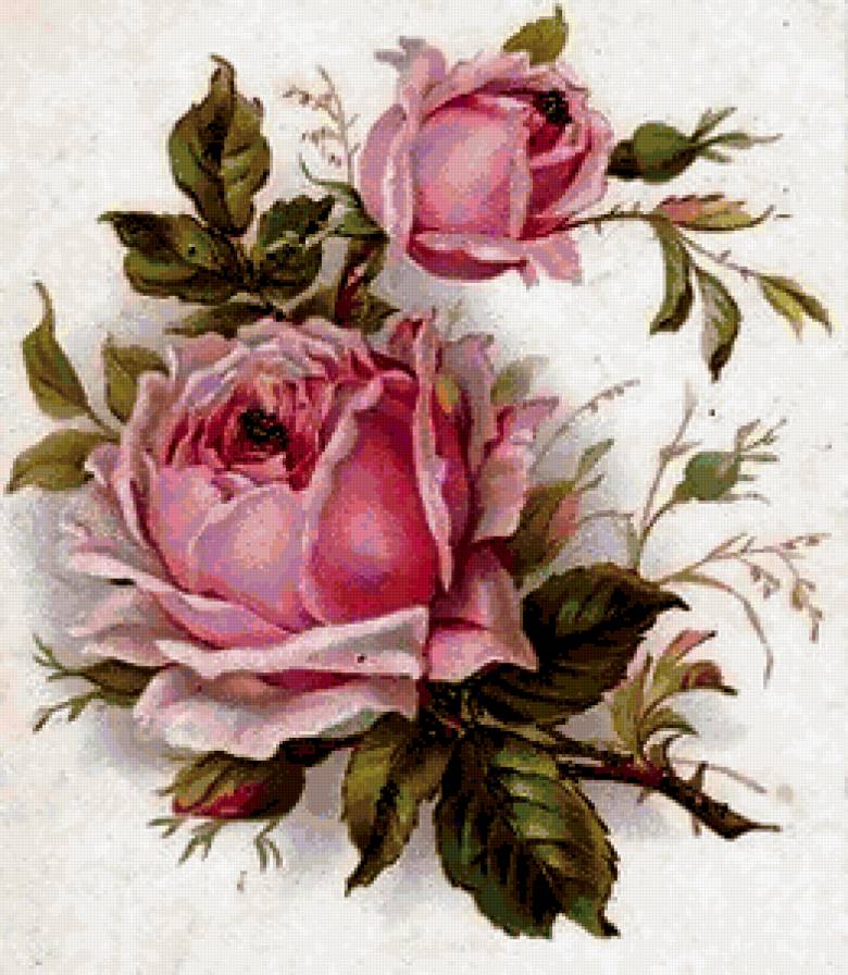 роза - цветок - предпросмотр