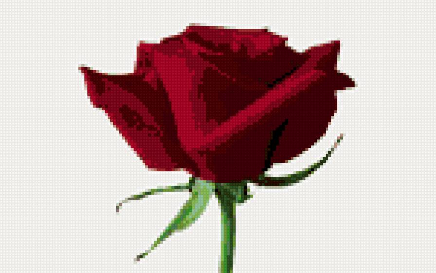 роза - цветок - предпросмотр