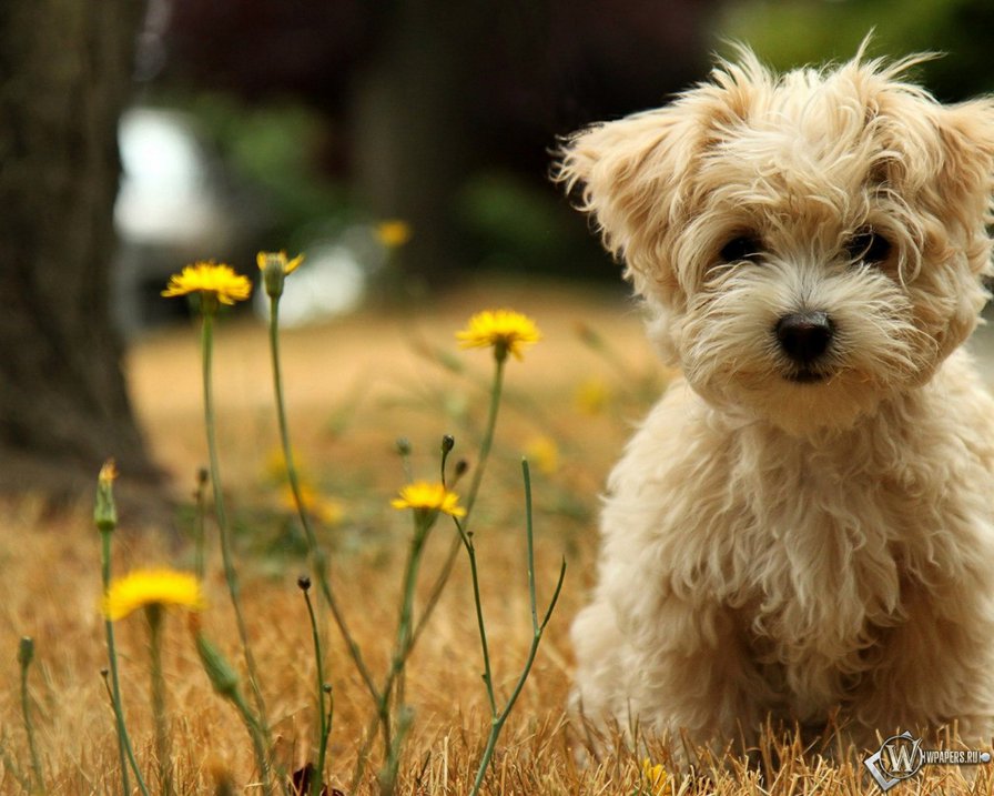 собачка - оригинал