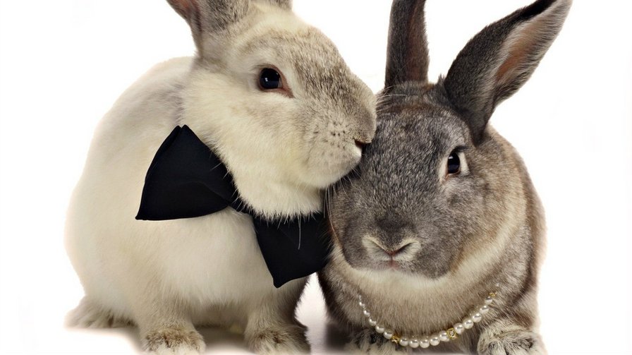 кролики - звірята, кролики, любов - оригинал