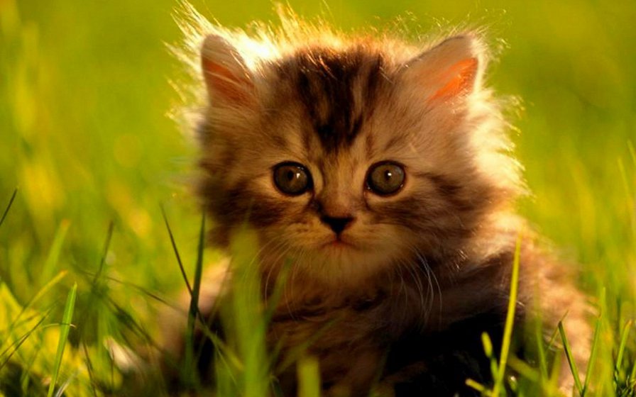 кішечка - оригинал