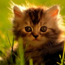 Схема вышивки «кішечка»