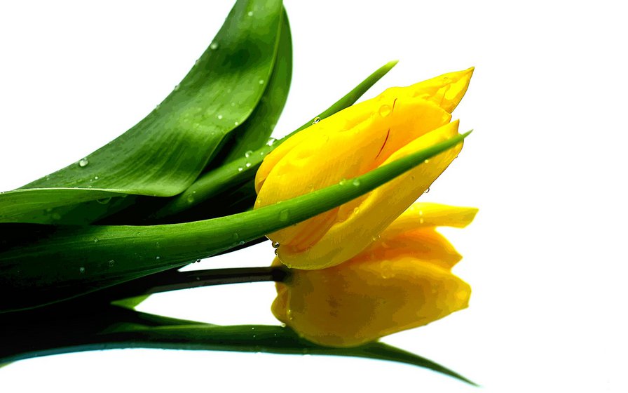 желтые тюльпаны - оригинал