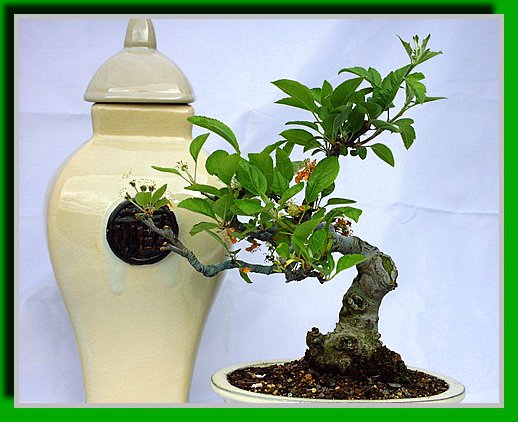 натюрморт - оригинал