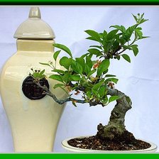 Схема вышивки «натюрморт»