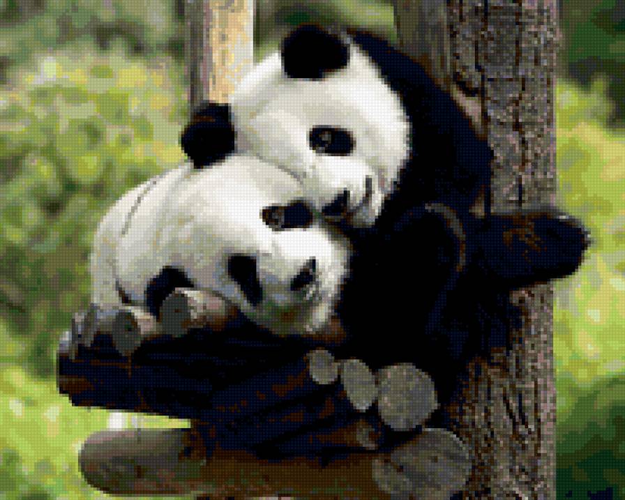 Панды - животный мир, панды, . вышивка крестом - предпросмотр