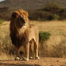 Схема вышивки «ЛЕВ»