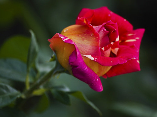 роза - цветы, роза, розы, цветок - оригинал