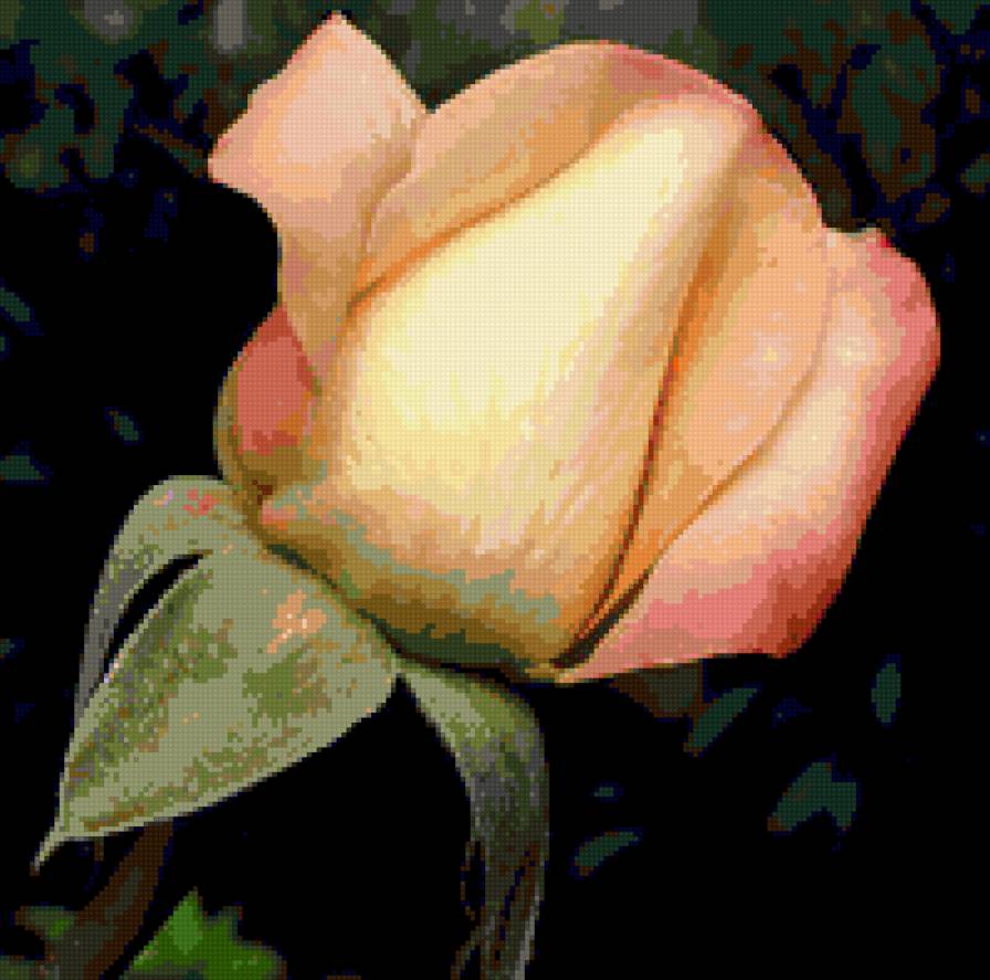 роза - роза, цветы, цветок, розы - предпросмотр